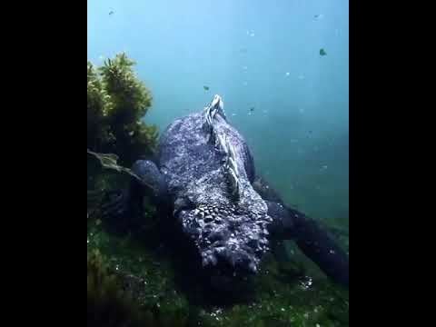 Galapagos Marine Iguana is one of the more curious creatures found at the Galapagos Islands #shorts