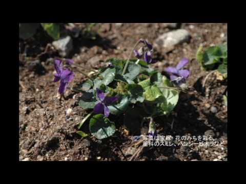 詩 意味 下载论坛