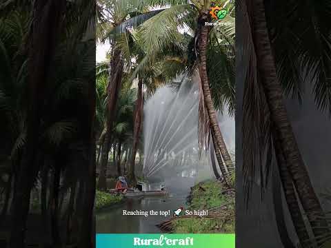 This Coconut Tree