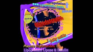 Plasma Triglycerides & Lipoprotein Lipase @Metabolism Made Easy-AI Podcast