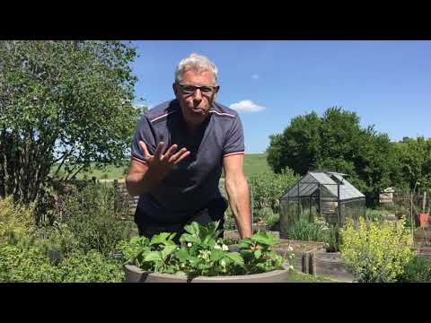 Vidéo: Tout Sur Les Variétés De Fraises De Jardin (fraises) Asie - Description, Plantation, Entretien Et Autres Nuances + Photo