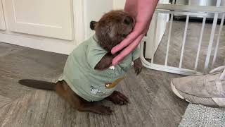 Tulip starts wearing a shirt to help her heal