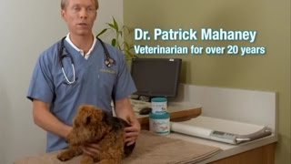 Dog Pain Relief, Joint Relief for Dogs, Arthritis for Dog - ActivPhy Testimonials