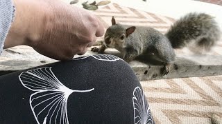 Hand Feeding Backyard Squirrels