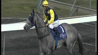 Scene Of The Crime wins again on 16122011