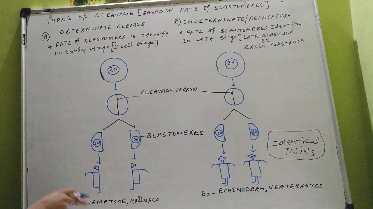 Types of cleavage ( Based on fate of Blastomeres