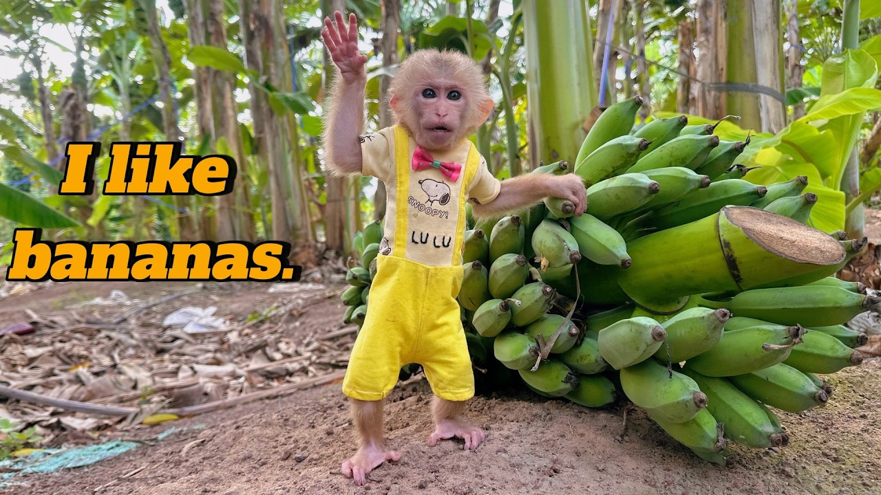 So Adorable! Farmer Lulu Is Happy Harvesting a Super Giant Banana Bunch