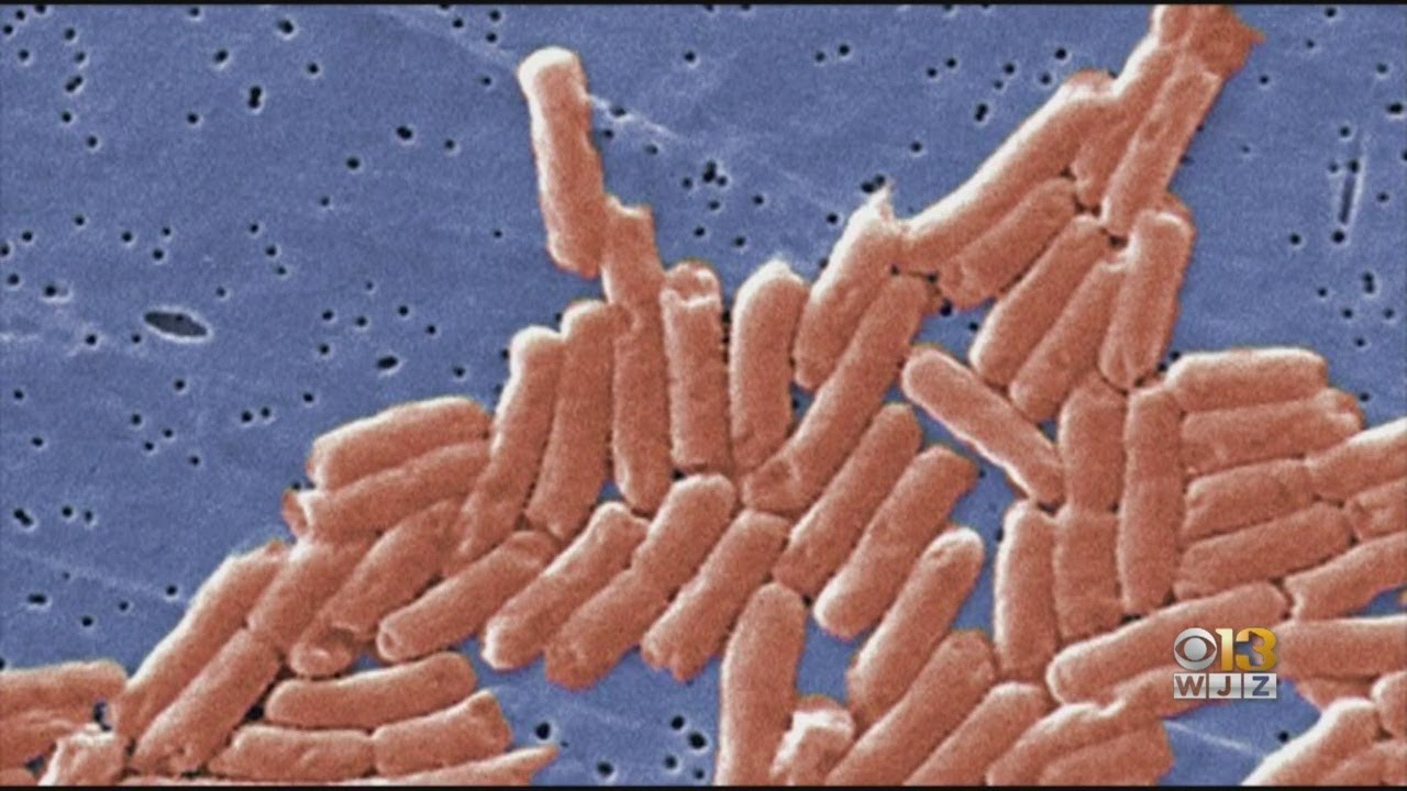 Moby Dick's House Of Kabob Hummus Cleared After Testing