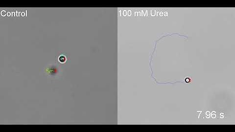 [IBEC] Smart nano-bio-devices group - Self-Propulsion of Non-Janus Urease-Powered Micromotors 1