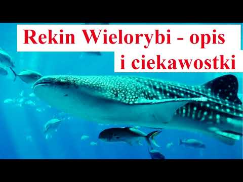 Wideo: Tępy rekin: opis i zdjęcie