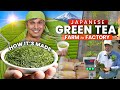 How japanese green tea is made  farm to factory  only in japan