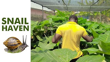 Creating the Perfect Greenhouse for Snails