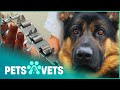 German shepherd forced to wear spiked collar  the dog rescuers compilation  pets  vets