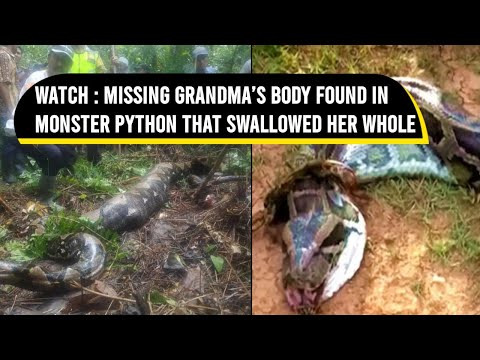 Missing grandma’s body found in monster python that swallowed her whole