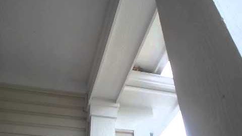 The birds nest in the gutter