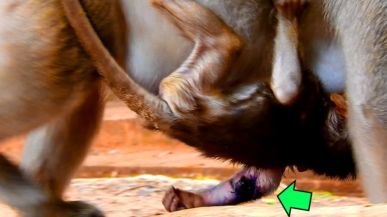 Tearing & Heart Breaking, Broken Hand Of Baby LoLa Hit With The Ground When Mom Walking, Cry Hurt