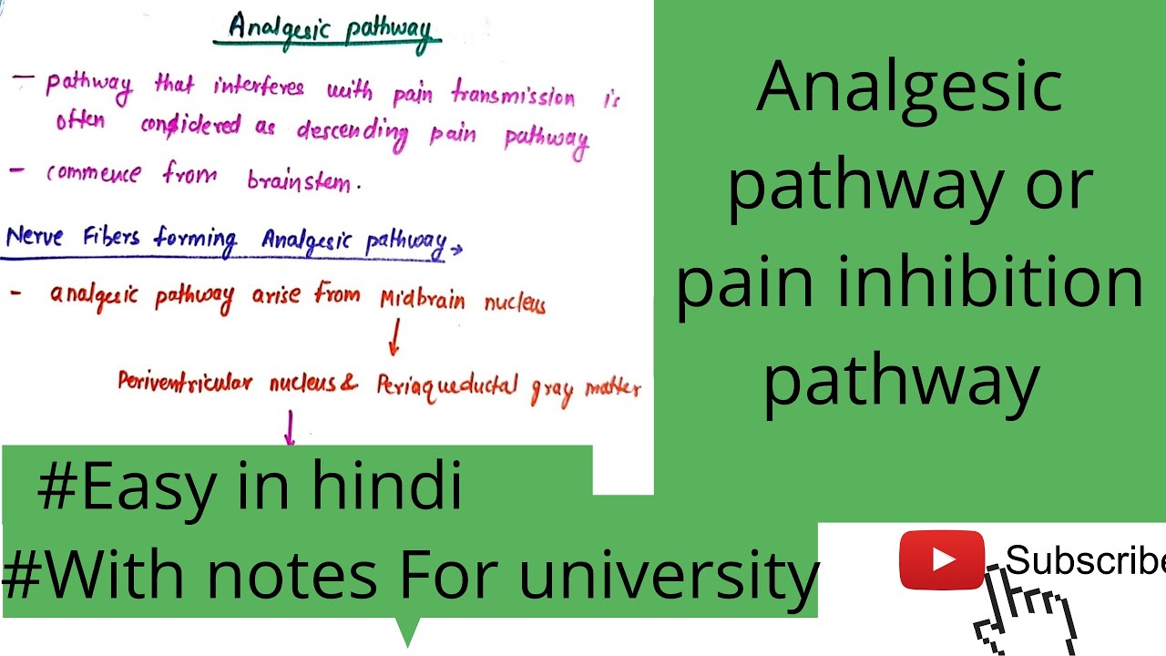 Analgesic pathway/ Pain inhibition pathway - YouTube