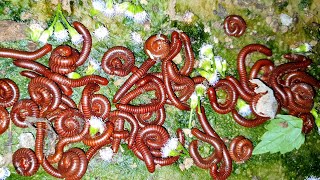 Releasing Red Millipedes in My Backyard! MY CRAZY EXPERIMENT! | Red Bugs | Red Worms | Sann Pisetha