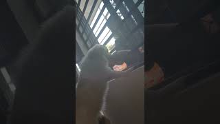 কক আমর কত ভলবস I Love You Too Coco