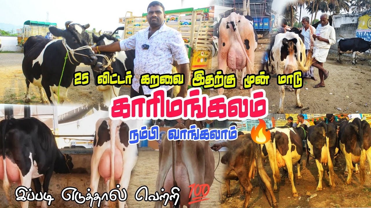 25 லிட்டர் கறவை இப்போது இரண்டு மாடு 🐄 நம்பிக்கை யா வரலாம் காரிமங்கலம் சந்தையில் 🥰 