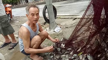 Cá rô phi mùa mưa lũ rất là nhiều . Câu cá mùa mưa lũ