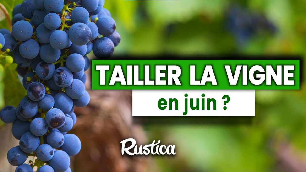 Tailler la vigne en juin ?