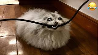DRAMATIC Cats Causing CHAOS | YOU WILL LOSE 🤣🙀