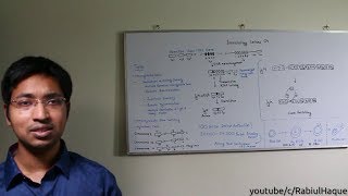 Immunology Lecture 04: Antibodies Part 2 (HD): Somatic Recombination & Class Switching