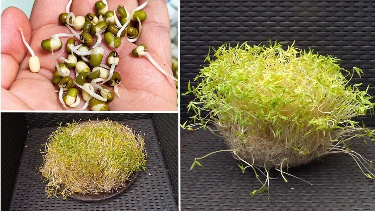كيفية إنبات براعم فاصوليا المونج الخضراء (Mung beans)