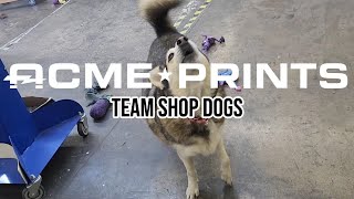 Acme Prints Meet The Shop Dogs
