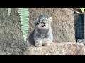 Meet 5 Fluffy Pallas’s Cat Kittens in Japan!🐾