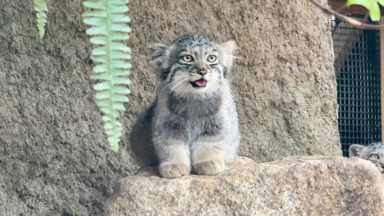 Meet 5 Fluffy Pallas’s Cat Kittens in Japan!🐾