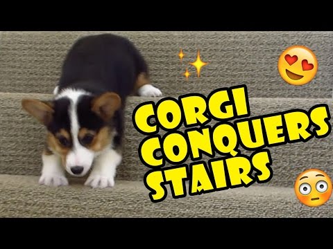 corgi-conquers-163-stairs-despite-short-legs---life-after-college:-ep.-511