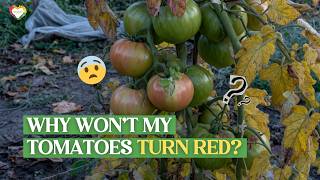 Green Tomatoes Not Ripening? — 5 Techniques Every Grower Must Know