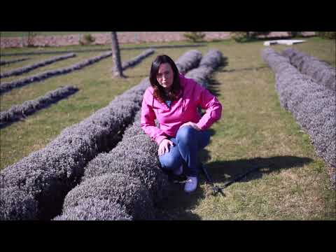 Video: Rastliny levandule zóny 4 – výber odrôd levandule pre chladné podnebie