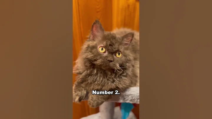 Video 4209081: himalayan persian cat, exotic long hair persian, himalayan cat breed, color persian cat, fluffy cat breeds