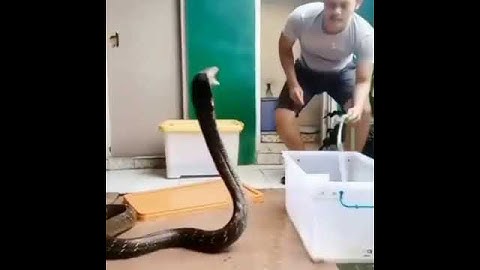 SNAKES #viral #short #snakeupdate