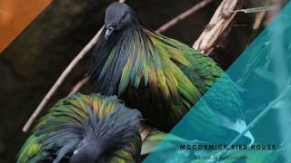 McCormick Bird House #lincolnparkzoo Welcome To Mccormick Bird House