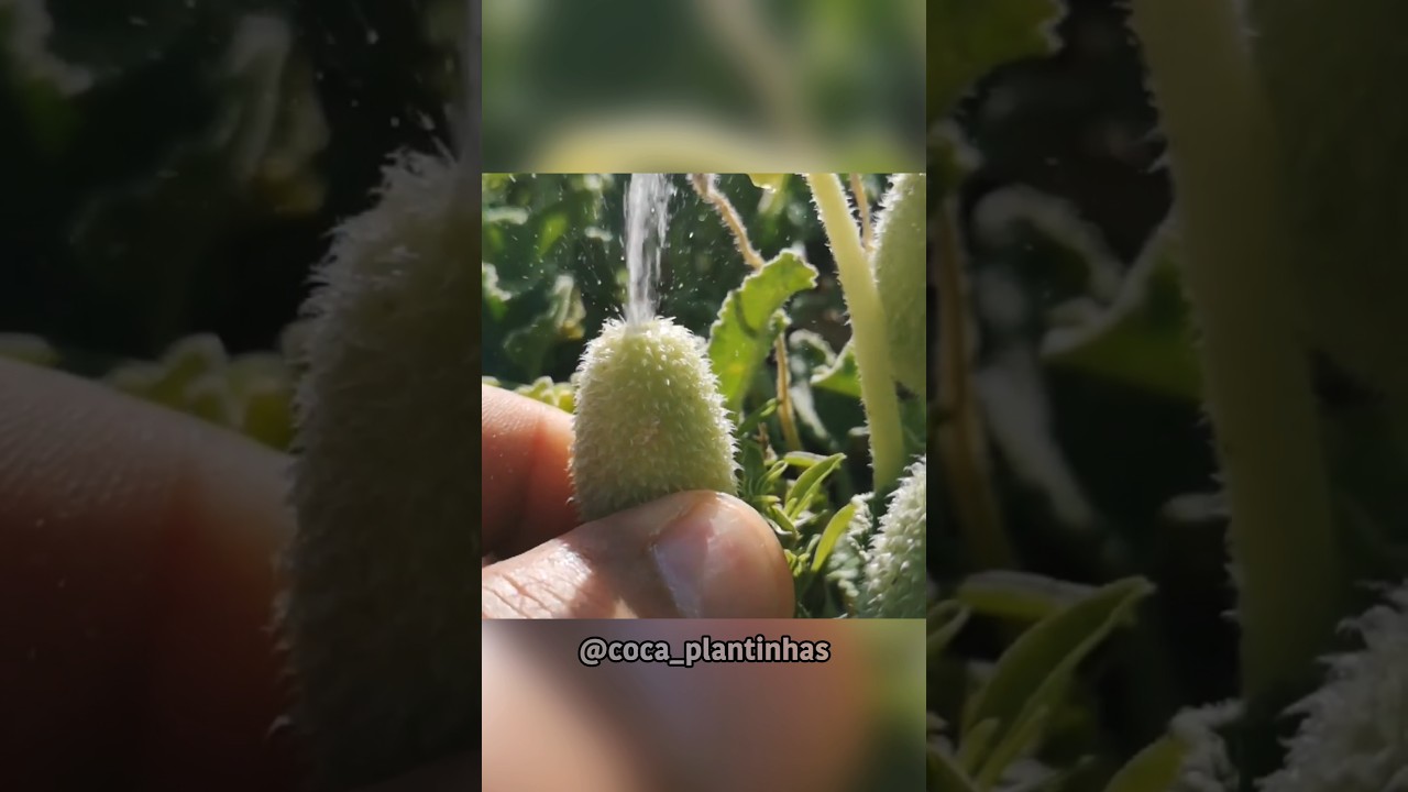 Exploding Cucumber | Ecballium elaterium 