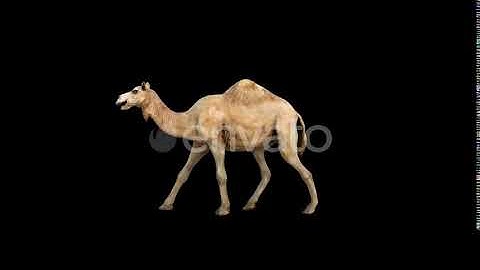 4K Camel Walk | Motion Graphics - Envato elements
