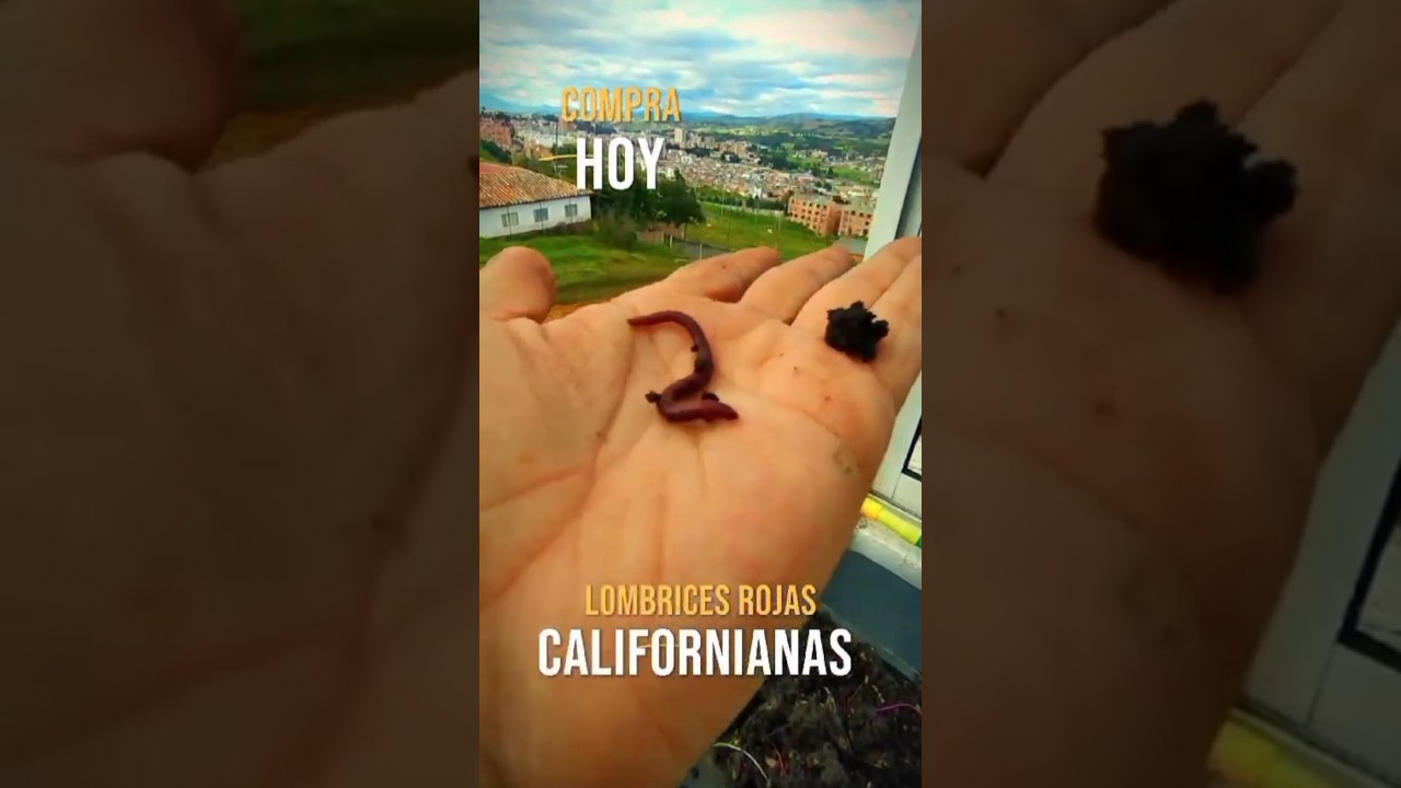 asociaci-n-de-cultivos-la-lechuga-huerto-en-casa-colombia