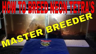 HOW TO BREED NEON TETRAS PART 1