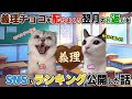 【ほぼ実話】義理チョコを配りまくり、翌月のお返しをSNSでランキング公開した話【猫ミーム】【猫マニ】