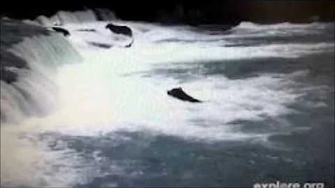 Animal Video
