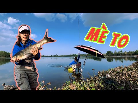 Tập 30 | Câu cá mè hoa, mè bò, mè lá dễ ẹt tại hồ câu bán thiên nhiên La Ngà | VY HAN FISHING