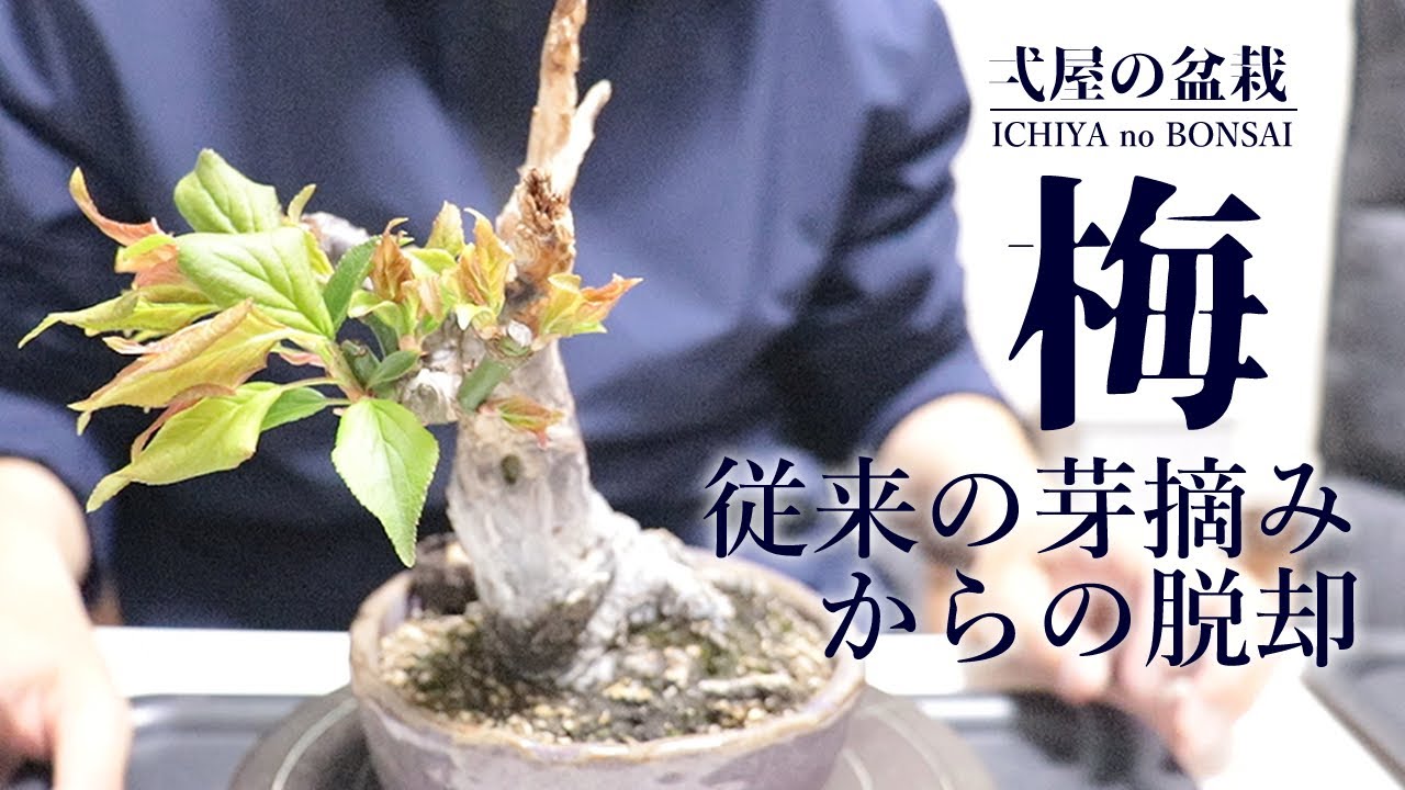 ベランダでの盆栽棚の作り方の一例 How To Make A Bonsai Shelf On The Veranda Youtube
