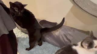 Cat doesn't let missing a foot get in the way of love