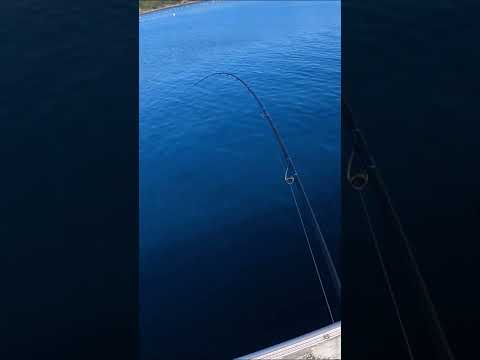 美味しい外道コウイカ＃釣り＃エギング#squidjigging#cuttlefish#sepialycidas