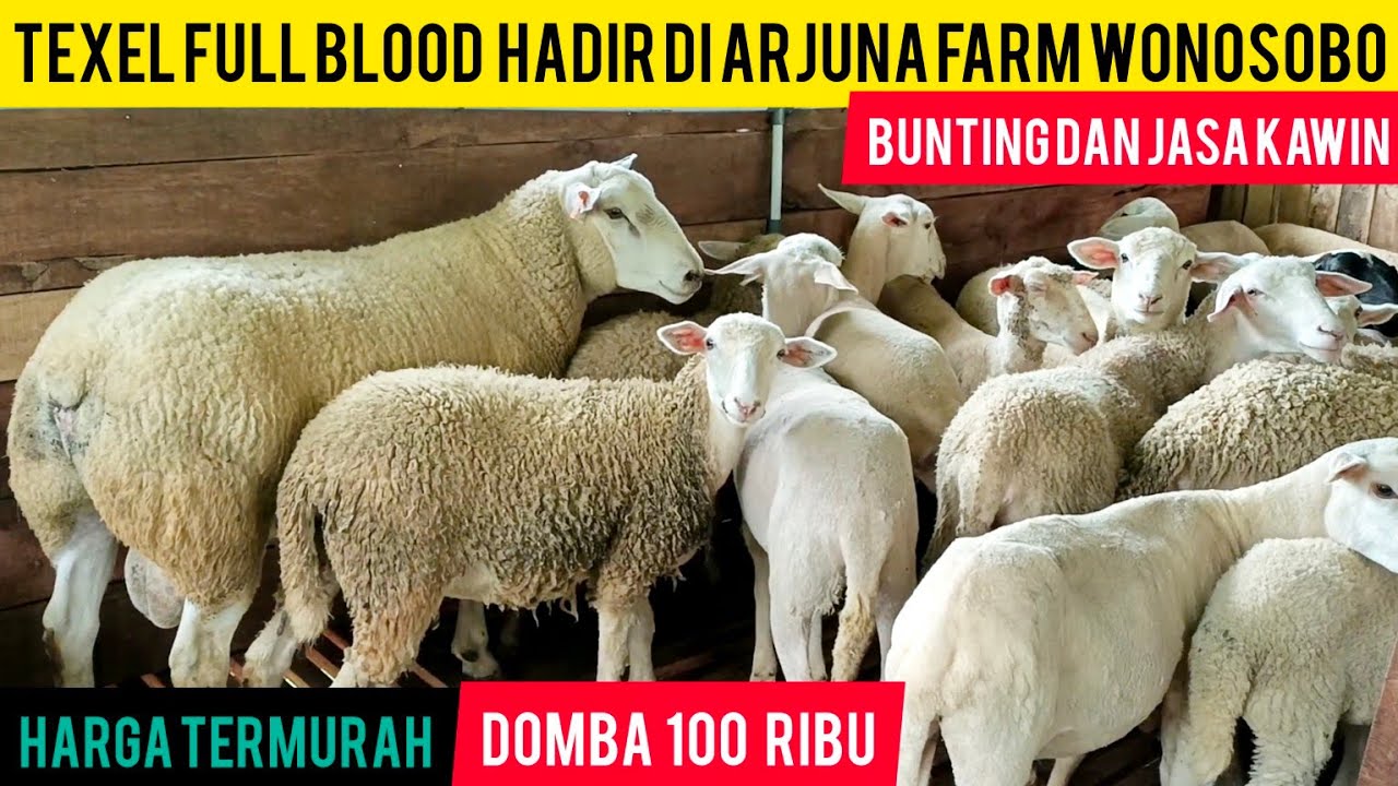 Чистокровный щенок породы Тексель доступен на ферме Арджуна в Вонособо по цене 100 тысяч рупий //...