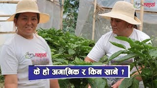 के हो अर्गानिक र किन खाने ? organic farming in Kathmandu || Agro Tv Nepal